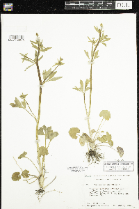Ranunculus abortivus image
