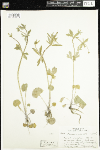 Ranunculus abortivus image