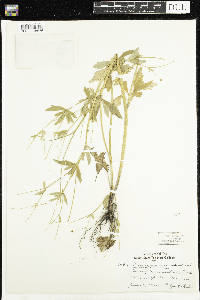 Ranunculus abortivus image