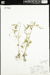 Ranunculus abortivus image