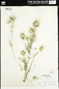 Image of Nigella damascena