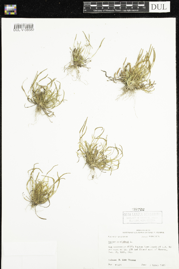 Myosurus minimus image