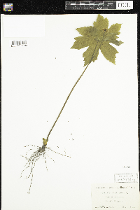Image of Hydrastis canadensis