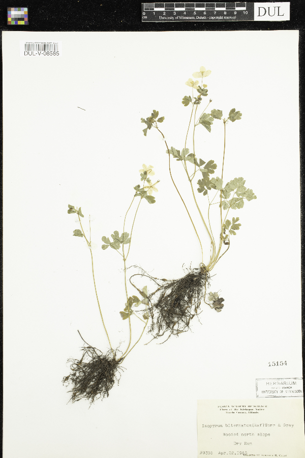 Enemion biternatum image