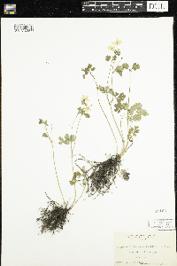 Enemion biternatum image