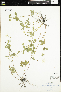 Enemion biternatum image