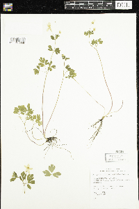 Enemion biternatum image