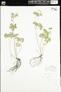 Enemion biternatum image