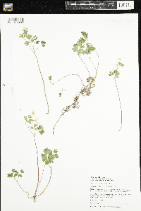 Enemion biternatum image