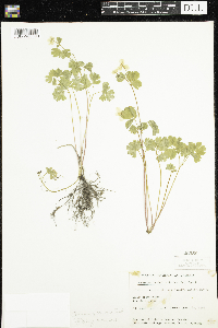 Enemion biternatum image