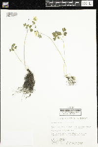 Enemion biternatum image