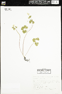 Enemion biternatum image