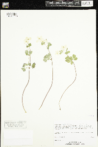 Enemion biternatum image