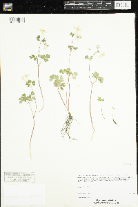 Enemion biternatum image