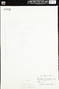 Enemion biternatum image