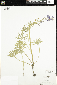 Delphinium tricorne image