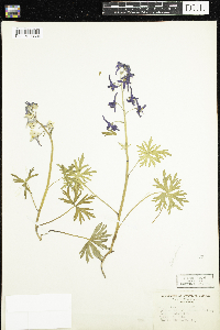 Delphinium tricorne image