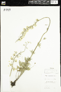 Delphinium carolinianum image