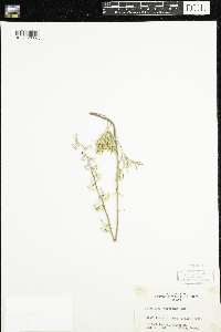 Delphinium carolinianum image