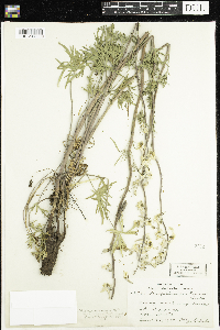 Delphinium carolinianum image