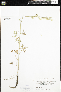 Delphinium carolinianum image