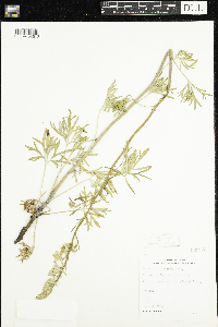 Delphinium carolinianum image