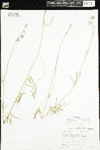 Delphinium carolinianum image