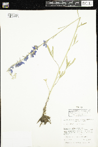 Delphinium carolinianum image
