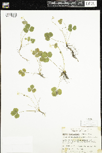 Coptis trifolia image