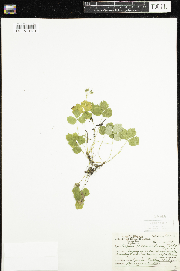 Coptis trifolia image
