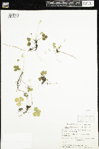 Coptis trifolia image