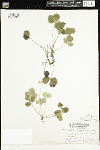 Coptis trifolia image