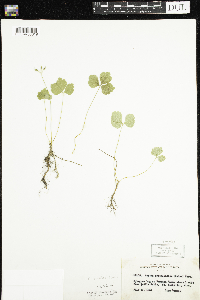 Coptis trifolia image