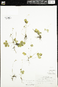 Coptis trifolia image
