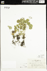 Coptis trifolia image