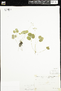 Coptis trifolia image