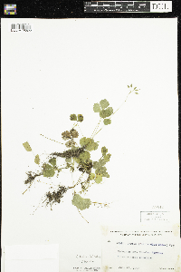 Coptis trifolia image