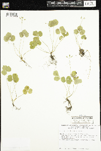 Coptis trifolia image