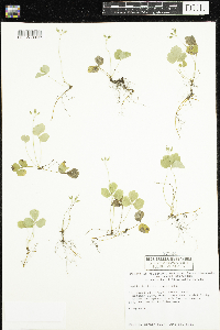 Coptis trifolia image