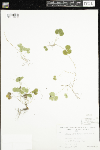 Coptis trifolia image