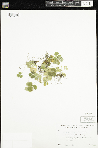 Coptis trifolia image