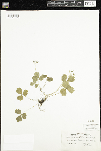 Coptis trifolia image