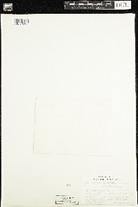 Coptis trifolia image