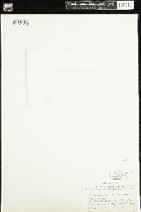 Coptis trifolia image