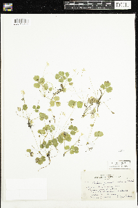 Coptis trifolia image