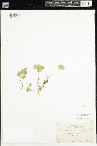 Coptis trifolia image