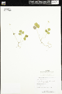 Coptis trifolia image