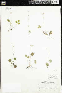 thumbnail image of current specimen