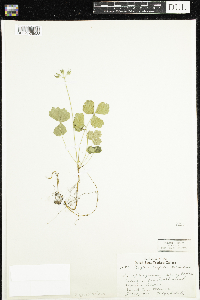 Coptis trifolia image