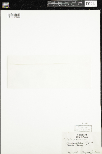 Coptis trifolia image